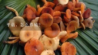 平菇，怎么养殖？