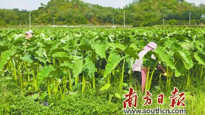 致富苗种植芋头怎么样_芋苗种植致富_致富苗种植芋头好吗