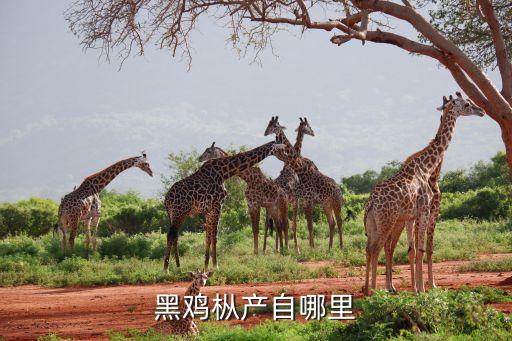 黑鸡枞产自哪里