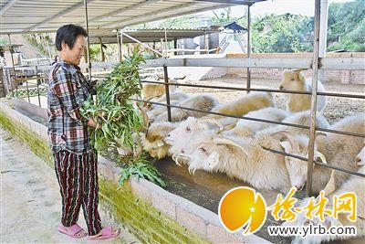 养母羊赚钱吗_致富养殖母羊项目简介_母羊养殖致富项目