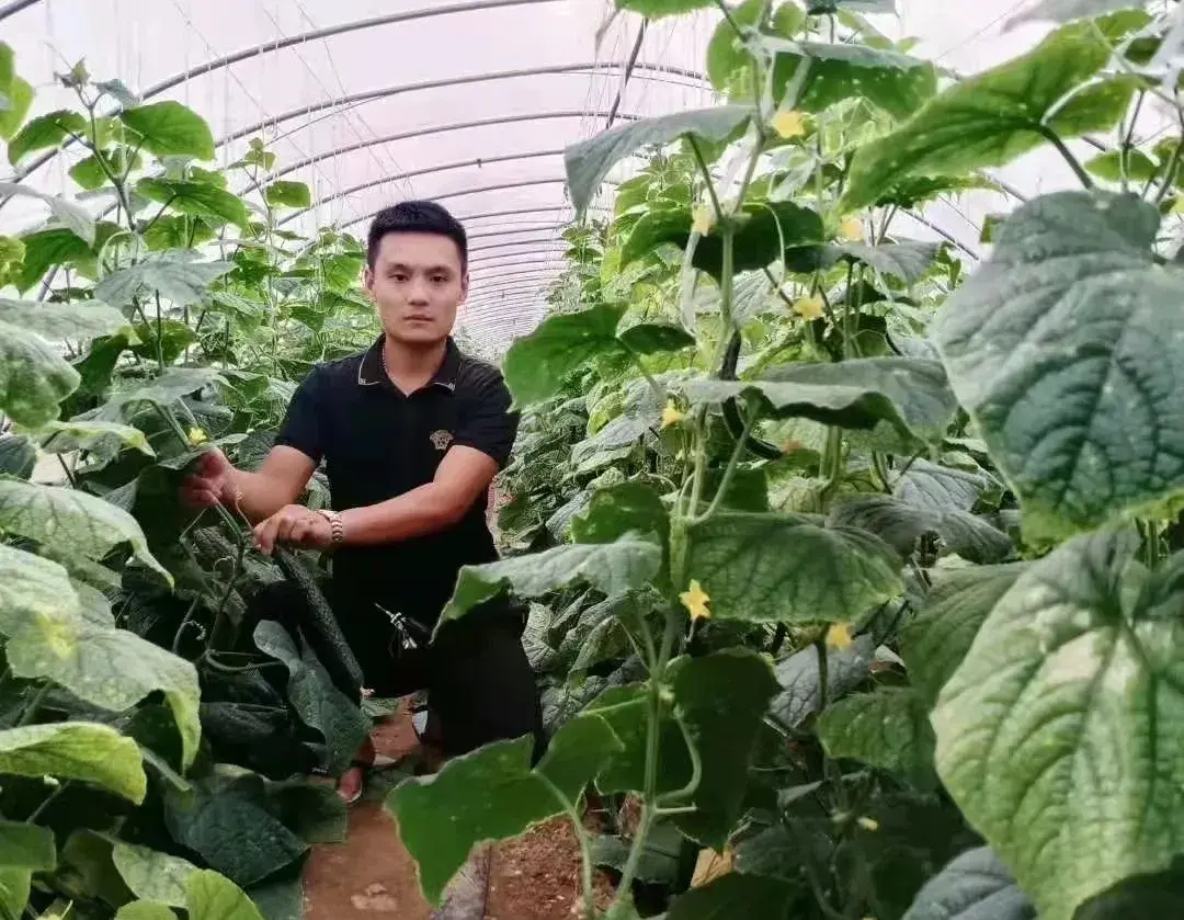 中国种植蔬菜致富吗_种蔬菜致富经_致富经蔬菜种植视频