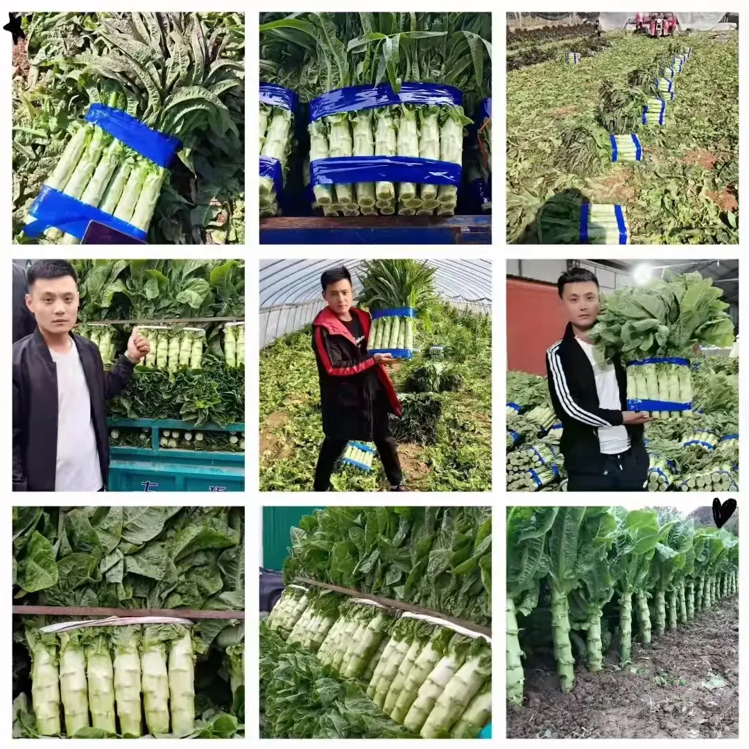 种蔬菜致富经_中国种植蔬菜致富吗_致富经蔬菜种植视频