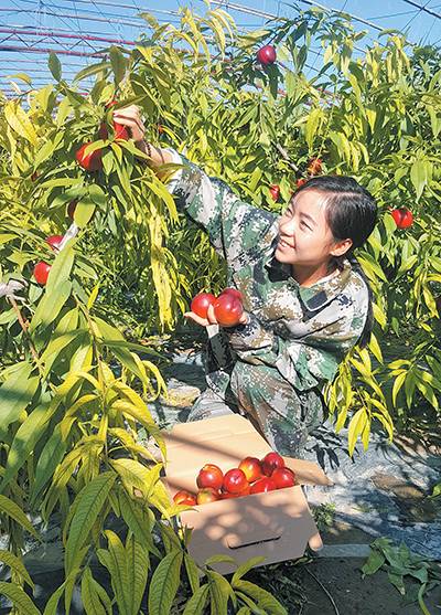 懒汉种植致富_懒汉种田_农民种上懒汉田