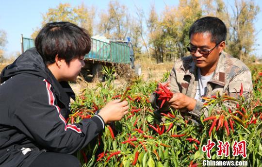 从四川到新疆“80后”小伙种植露地蔬菜闯出致富路（图）