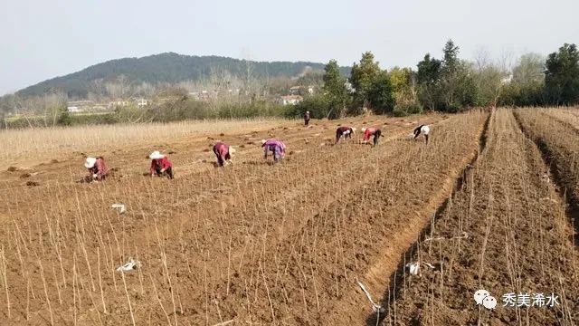 懒汉种植致富_懒汉种庄稼_农民种上懒汉田