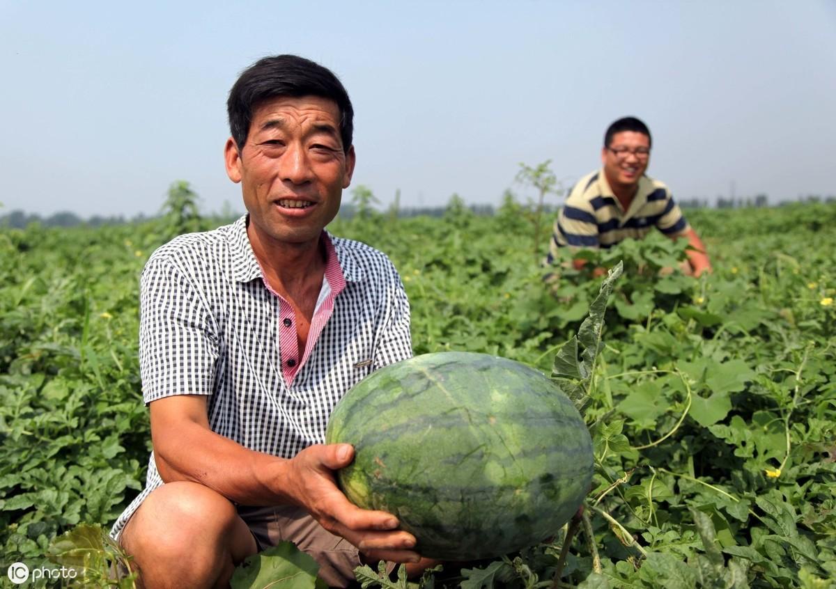 瓜种植时间和方法_瓜的种植技术与栽培技术_酉瓜种植技术