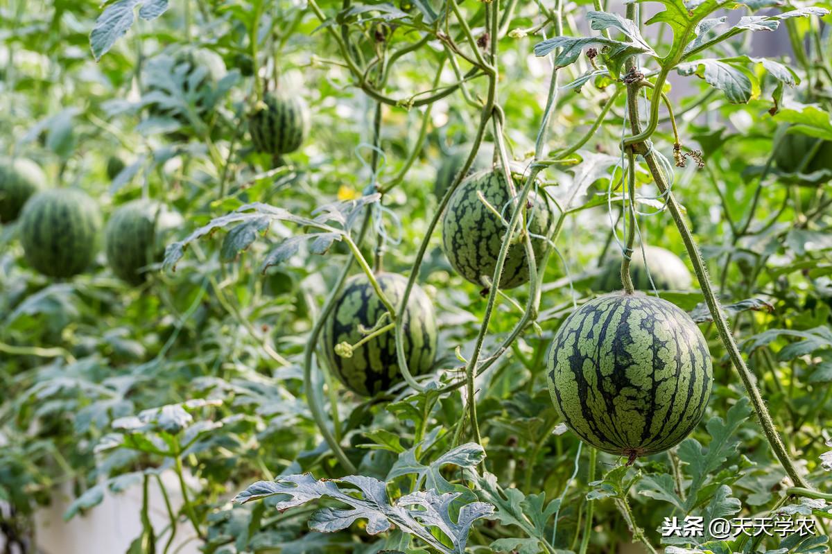 酉瓜种植技术_瓜种植时间和方法_瓜类栽培技术