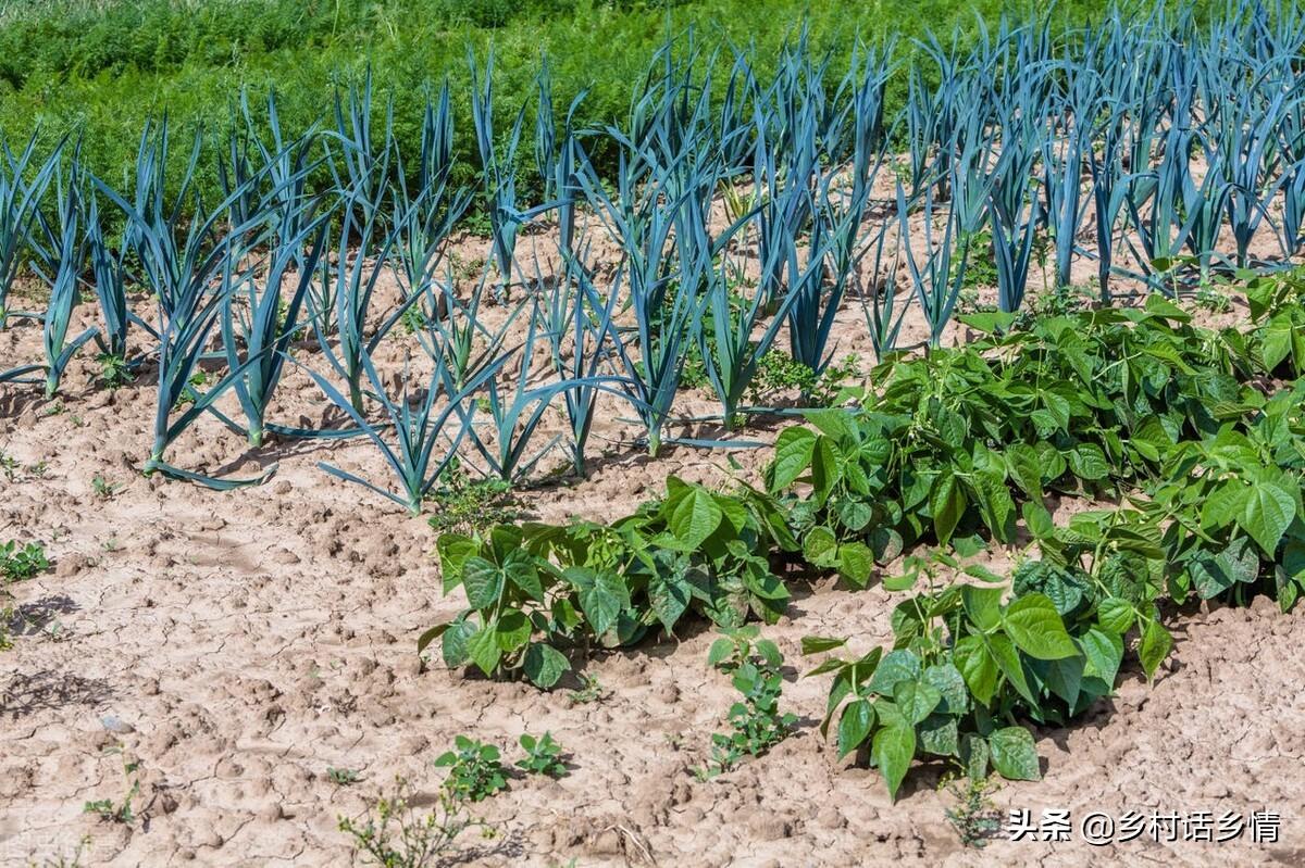 中国种植蔬菜致富吗_致富经蔬菜种植视频_致富蔬菜种植中国有多少家