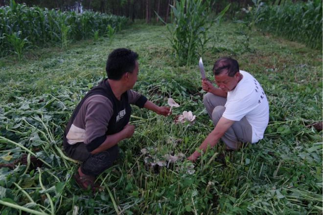 种植鸡枞菌技术视频_如何种鸡枞菌视频_鸡枞菌种植栽培技术视频