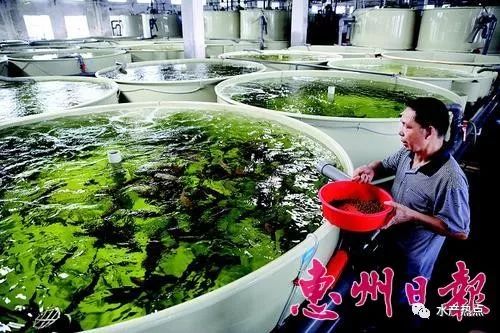 人造海水有“配方”，内陆工厂化养殖海水鱼，1立方米水体可养殖石斑鱼60斤