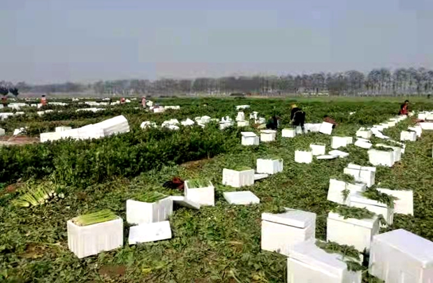 河南鹿邑县唐集乡：土地流转地生金，铺筑农民致富路