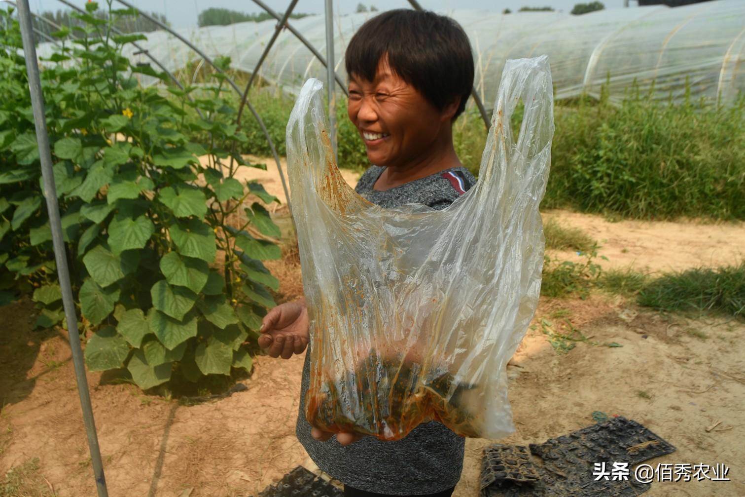 致富蔬菜种植中国有多少家_中国种植蔬菜致富吗_种蔬菜致富经