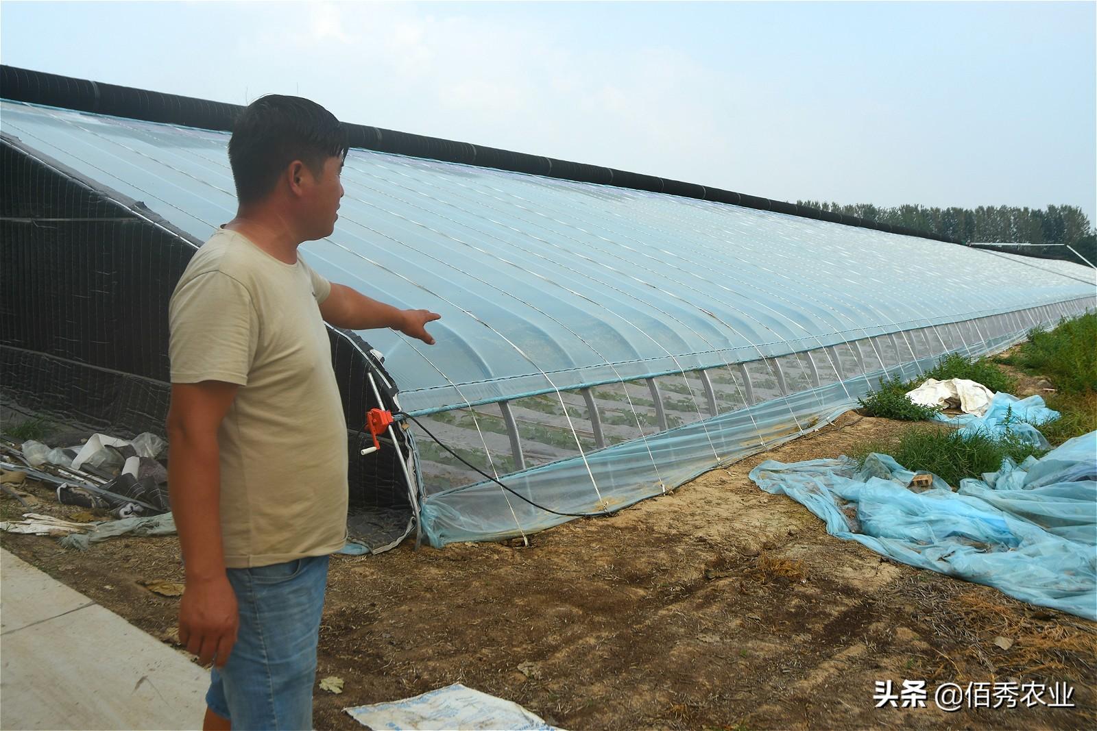 中国种植蔬菜致富吗_种蔬菜致富经_致富蔬菜种植中国有多少家