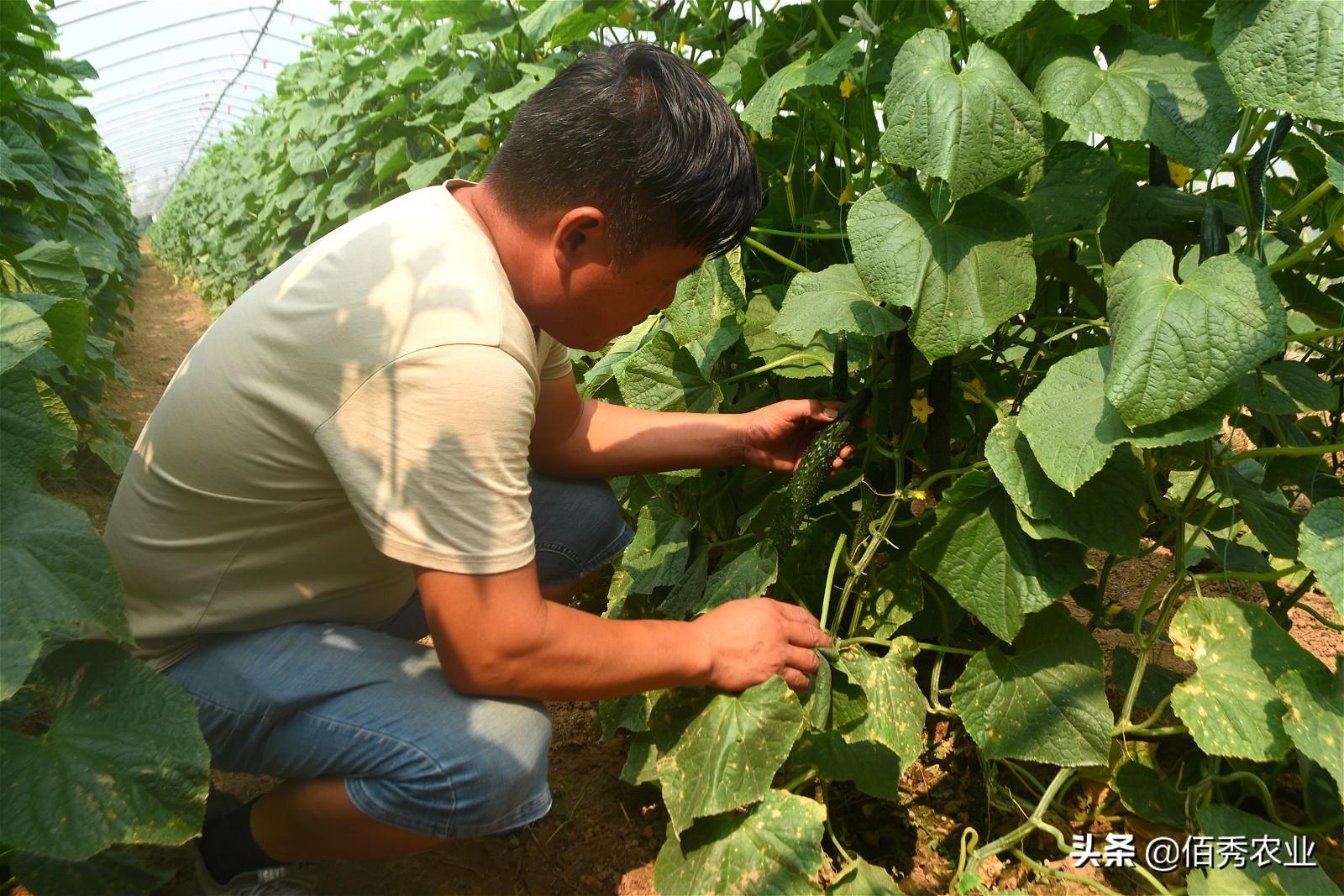 种蔬菜致富经_致富蔬菜种植中国有多少家_中国种植蔬菜致富吗