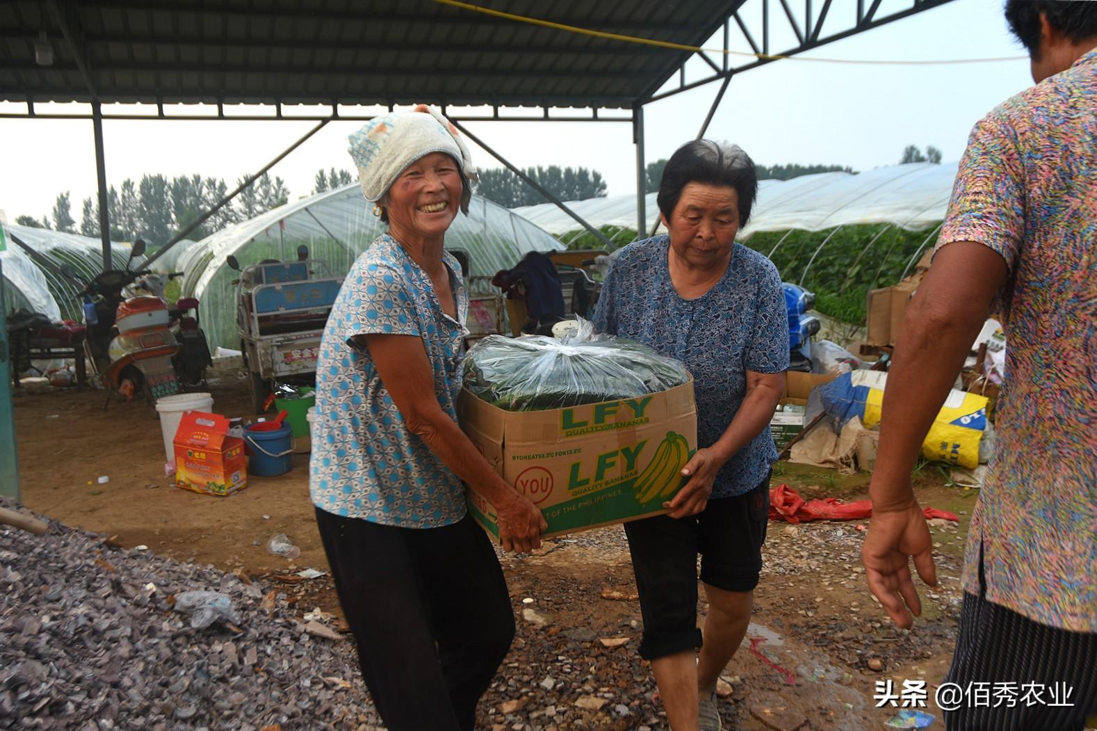 中国种植蔬菜致富吗_种蔬菜致富经_致富蔬菜种植中国有多少家