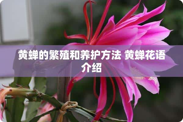 黄蝉的繁殖和养护方法 黄蝉花语介绍