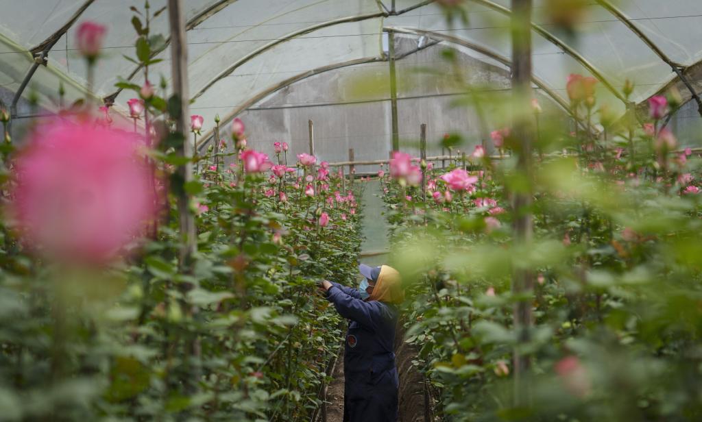 种花致富选什么品种_花卉致富大户种植方案_花卉种植大户 致富经