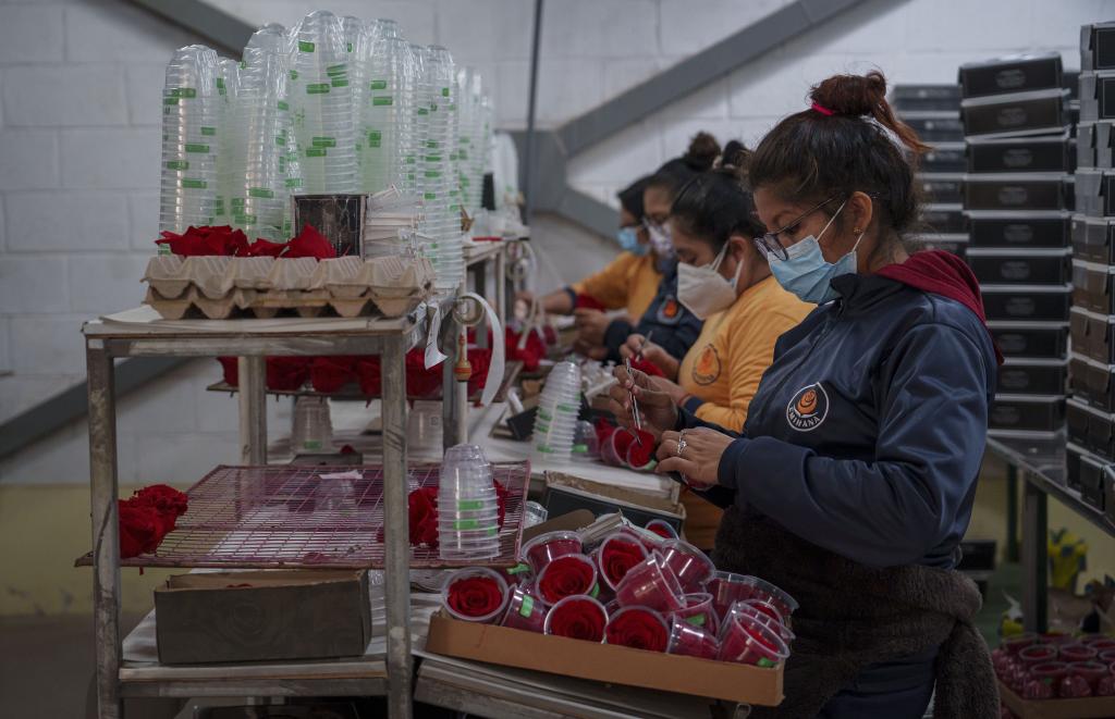 种花致富选什么品种_花卉种植大户 致富经_花卉致富大户种植方案