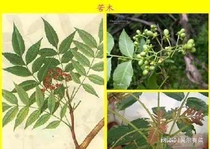 致富种植技术新闻_种植致富新技术_致富种植技术新闻稿