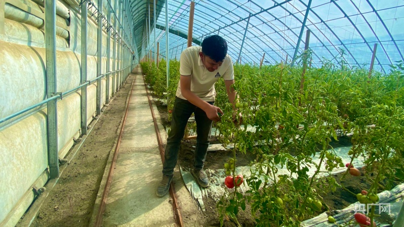 大棚种植户致富_大棚里的致富经_大棚致富项目