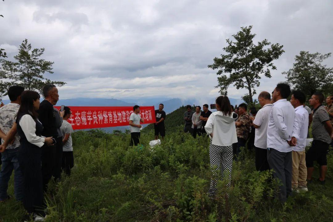 致富种植魔芋怎么样_魔芋种植致富_魔芋种植致富经