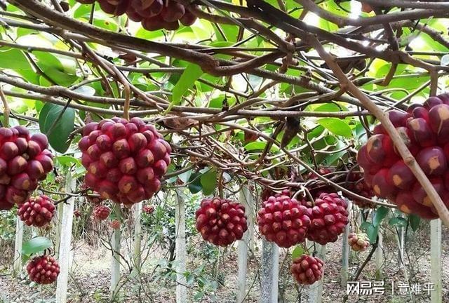 致富种植黑老虎_致富经黑老虎种植视频_黒老虎种植技术