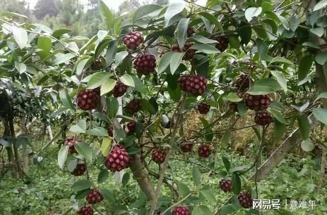 致富种植黑老虎_致富经黑老虎种植视频_黒老虎种植技术