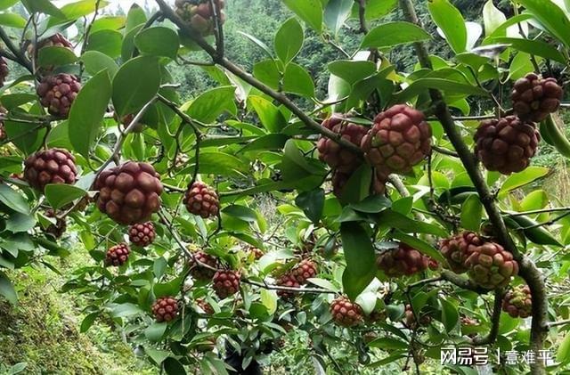 黒老虎种植技术_致富种植黑老虎_致富经黑老虎种植视频