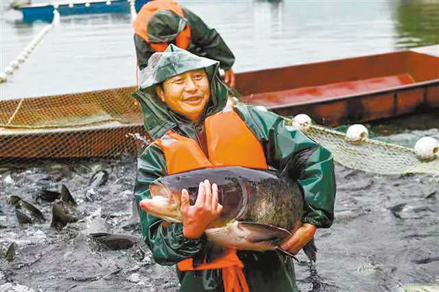 推行“以水养鱼、以鱼净水”生态养殖模式 重庆70余座水库“游”出生态鱼大产业