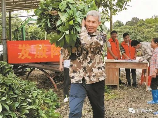 中药养殖什么利润大_中药材种植致富_农业中药养殖致富