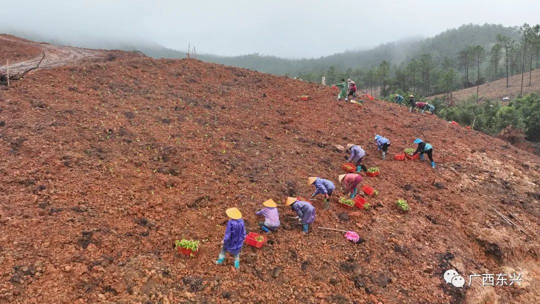 农业中药养殖致富_中药材种植致富_中药养殖什么利润大