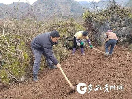 致富药材种植_农业中药养殖致富_致富中药养殖农业产品