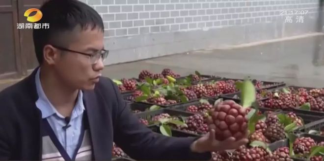 致富种植黑老虎_致富经黑老虎种植视频_种植黑老虎销路怎么样