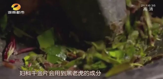 致富经黑老虎种植视频_种植黑老虎销路怎么样_致富种植黑老虎