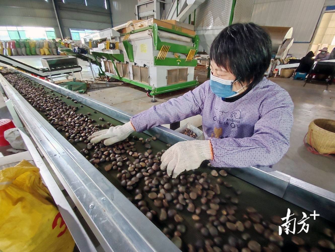 致富种植技术新闻_种植致富新技术_致富种植技术新闻报道