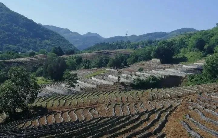 种植高端茶致富_致富好项目种植_致富种植什么比较赚大钱