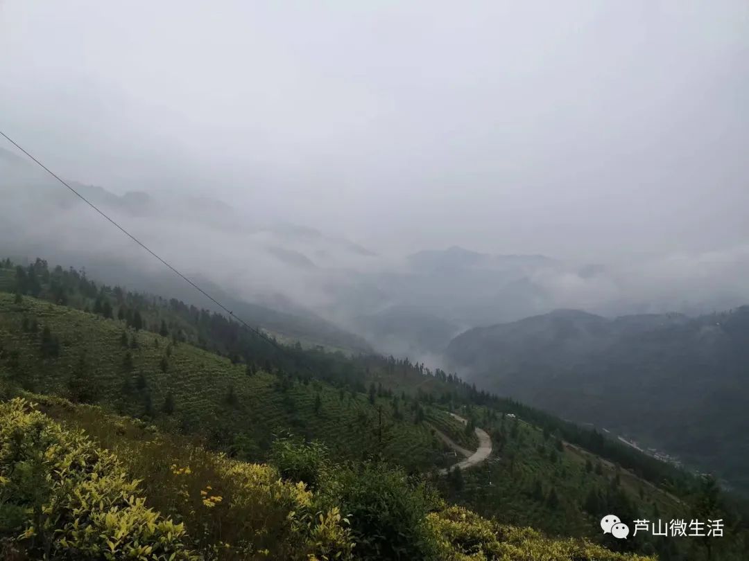 种植高端茶致富_致富种植创业项目_致富好项目种植