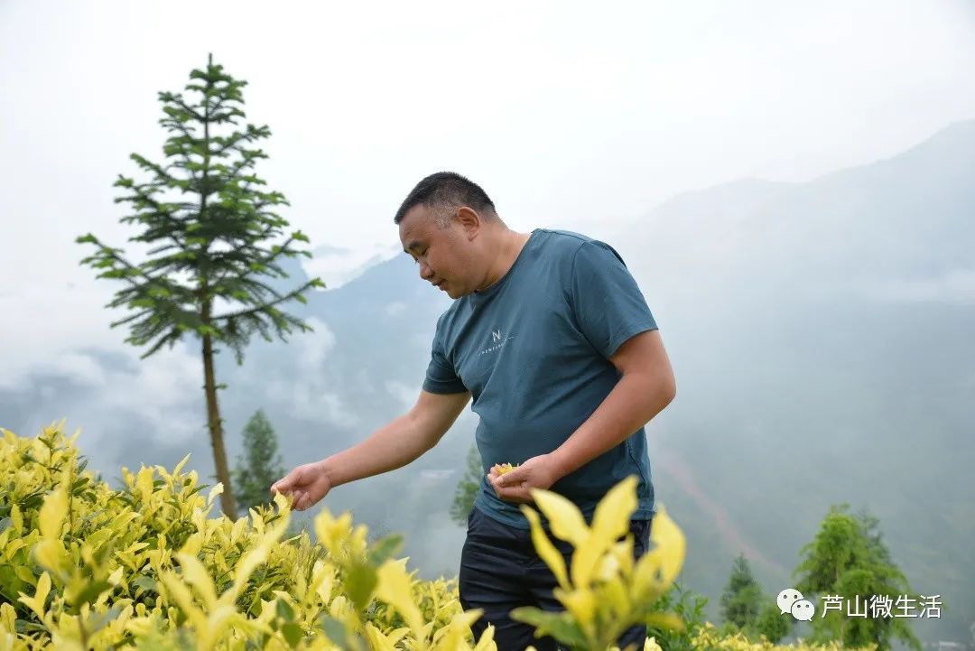 种植高端茶致富_致富种植创业项目_致富好项目种植
