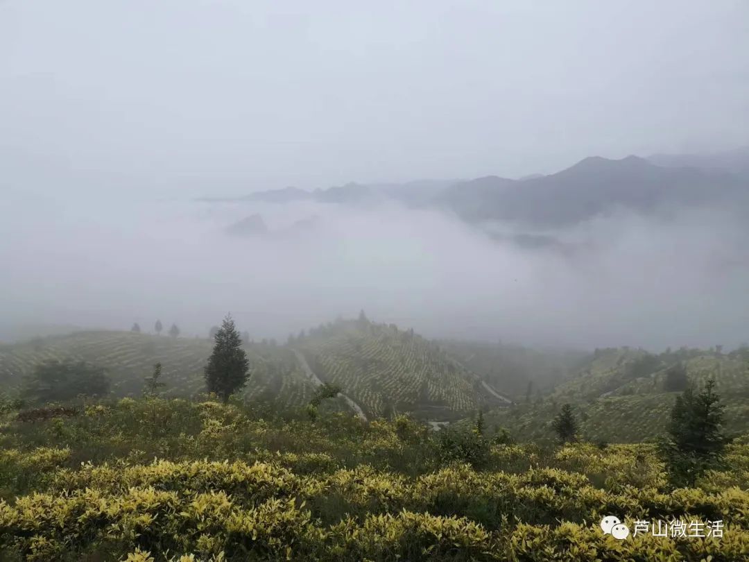 种植高端茶致富_致富好项目种植_致富种植创业项目