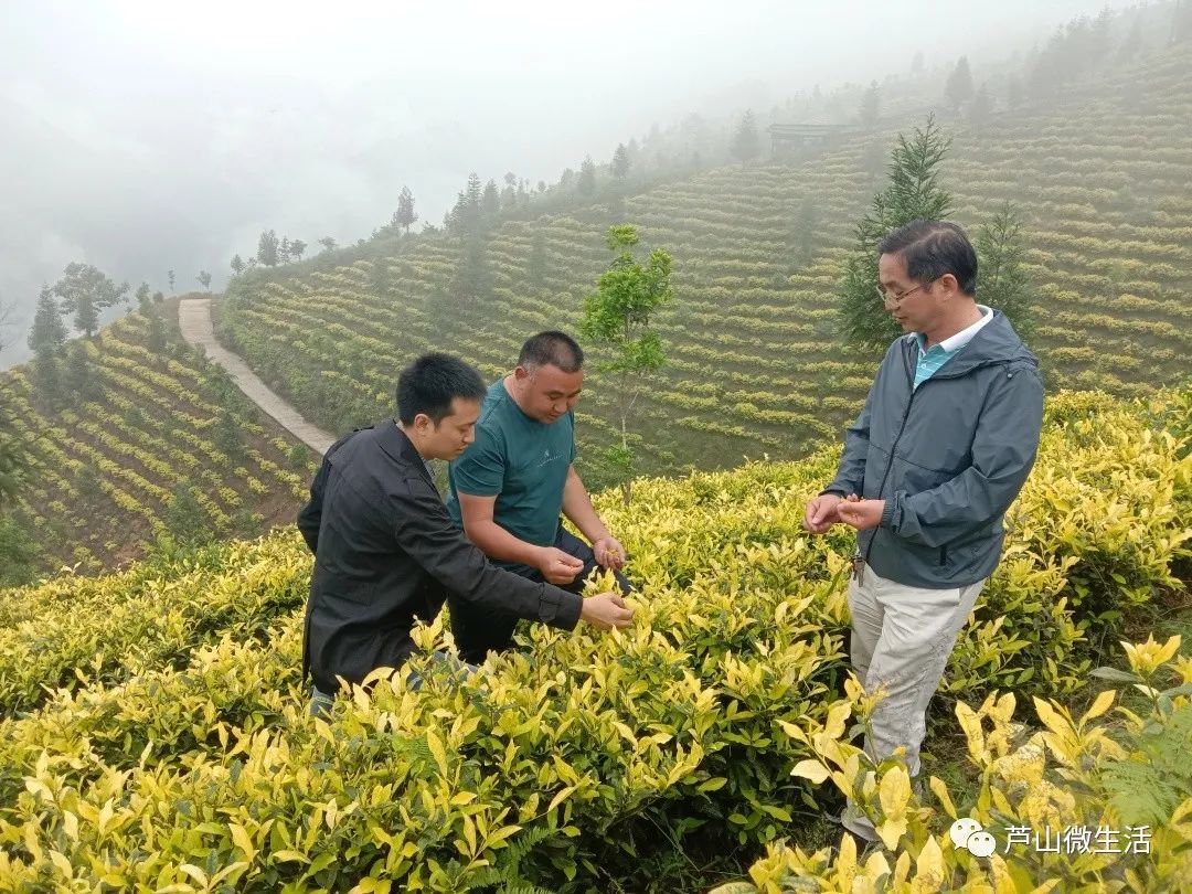 致富种植创业项目_种植高端茶致富_致富好项目种植
