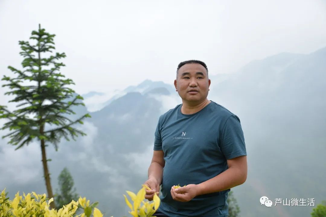 种植高端茶致富_致富种植创业项目_致富好项目种植