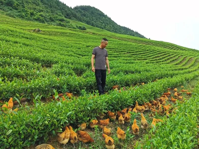 立体种植养殖模式视频_立体种植养殖致富_立体养殖业