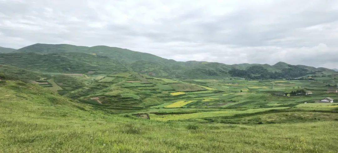 中药养殖什么利润大_致富药材种植_农业中药养殖致富