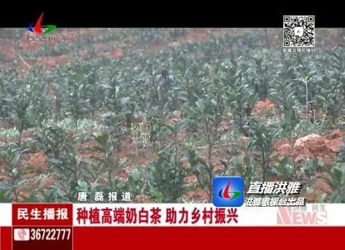 种植高端奶白茶，助力乡村振兴！