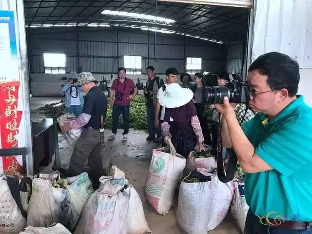 致富种植创业项目_致富好项目种植_种植高端茶致富