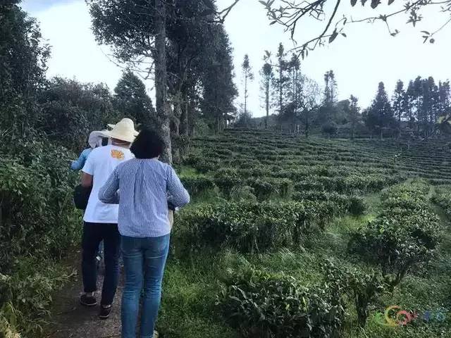 种植高端茶致富_致富好项目种植_致富种植创业项目