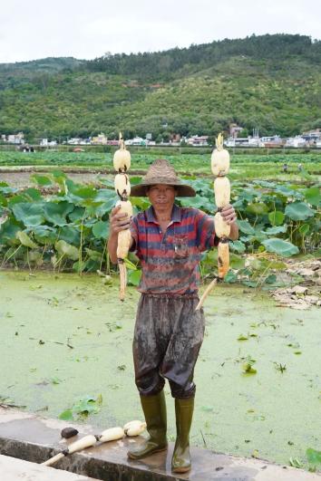 致富经记者挖藕_致富挖藕记者视频_农村挖莲藕的视频