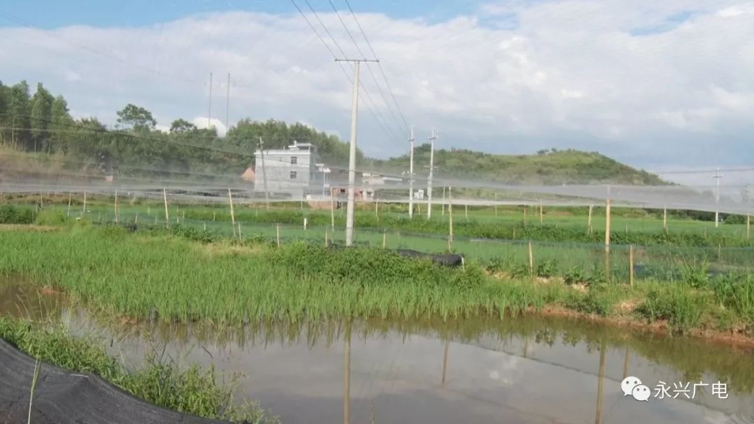 【乡村振兴战略】 湘阴渡燕尾村：立体种养 串起生态致富链