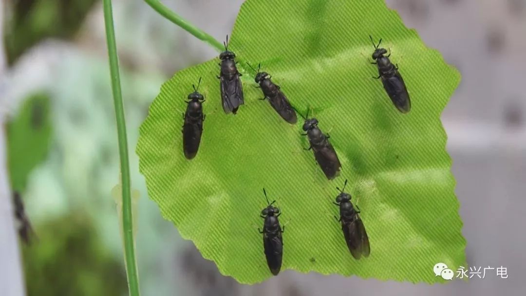 立体种植养殖致富_立体养殖技术_立体种植养殖模式视频