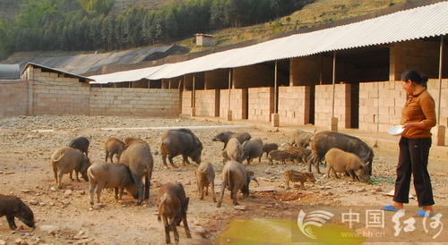 致富犬养殖肉用什么肥料_肉用犬养殖致富_致富经肉狗养殖技术视频